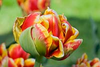Tulipa 'Bonanza' - Tulip 'Bonanza'
