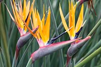 Strelitzia juncea - Bird of Paradise Flower 