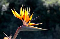 Strelitzia juncea - Bird of Paradise Flower, Cape Town, South Africa.