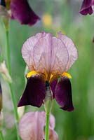 Iris germanica 'Indian Chief' - Bearded Iris 'Indian Chief' 