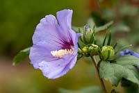 Hibiscus syriacus 'Oiseau Bleu' - syn - Hibiscus syriacus 'Blue Bird'