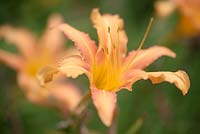 Hemerocallis fulva - Common Daylily