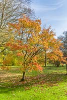 Acer maximowiczianum - Nikko maple with autumn colour. 