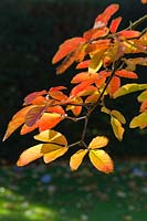 Acer maximowiczianum - Nikko maple
