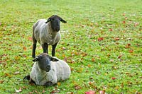 Sheep used to graze a wildflower meadow