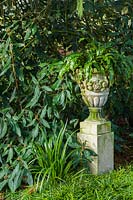 Stone urn planted with Asplenium scolopendrium fern. Viburnum rhytidophyllum and Ophiopogon planiscapus, Iris foetidisima