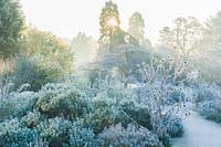 View of dry garden with mediterranean plants on a frosty morning