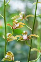 Cymbidium erythraeum - Orchid 