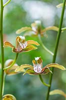 Cymbidium erythraeum - Orchid
