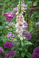 Bee on Digitalis 'Sutton's Apricot' with Thalictrum 'Black Stockings' and Allium 'Purple Sensation'. 