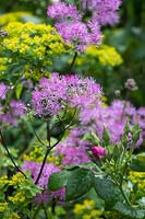 Thalictrum 'Black Stockings' with euphorbia