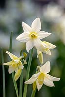 Narcissus 'Toto' AGM - Daffodil