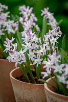 Chionodoxa forbesii 'PInk Giant' syn. Scilla 'Pink Giant' - Glory of the Snow - in a terracotta pot