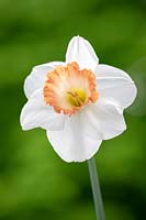 Narcissus 'Pink Charm' - Daffodil