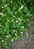 Cymbalaria muralis - Ivy leaved Toadflax, Kenilworth ivy