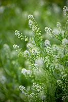 Thlaspi arvense 'Green Bells' - Million Bells