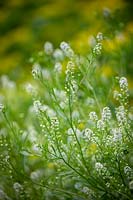 Thlaspi arvense 'Green Bells' - Million Bells