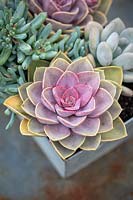 Echeveria 'Duchess of Nuremberg'