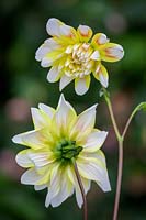 Dahlia 'Peaches and Cream'