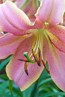 Lilium 'Red Hot'