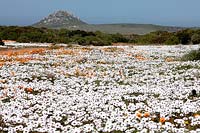 Dimortphotheca pluvialus - Rain Daisy and Arctotis hirsuta -  Namaqua marigold, West Coast National Park, Langebaan, Western Cape, South Africa. 