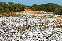 Dimortphotheca pluvialus - Rain Daisy and Arctotis hirsuta -  Namaqua marigold or African Daisy, West Coast National Park, Langebaan, Western Cape, South Africa