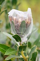 True Sugarbush Protea - Protea repens seeds being protected, Cape Town, South Africa