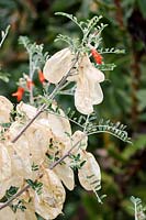 Sutherlandia frutescens - Balloon pea, Cape Point, Cape Town, South Africa