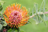 Leucospermum vestitum - Silky-haired pincushion protea, Cape Town, Western Cape, South Africa. 