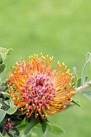 Leucospermum vestitum - Silky-haired pincushion protea, Cape Town, Western Cape, South Africa.