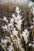 Miscanthus sinensis 'Ferner Osten' - Eulalia 'Ferner Osten'