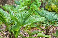 Trachycarpus fortunei foliage - Chusan Palm