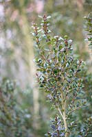 Luma apiculata - Chilean Myrtle 
