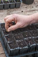 Sowing Lathyrus - Sweet Pea - seed into deep modules