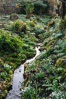 General view of ditch, banks carpeted with Galanthus - Snowdrop