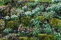 Galanthus - Snowdrop - and Helleborus - Hellebore - growing on a bank between mossy rocks
