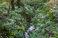 General view of ditch with banks carpeted with Galanthus - Snowdrop