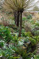 View over bed showing underplanting of trained trees with Galanthus - Snowdrop