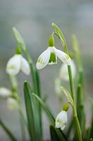 Galanthus 'Sprite' - Snowdrop