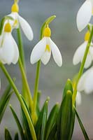 Galanthus plicatus 'Sarah Dumont' - Snowdrop