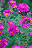 Red Admiral butterfly resting on flowering plant
