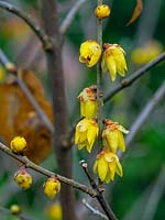 Chimonanthus praecox 'Maruyama' - Wintersweet 