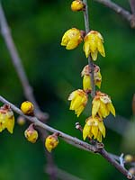 Chimonanthus praecox 'Maruyama' - Wintersweet
