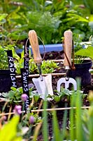 Garden tools for planting vegetable seedlings.