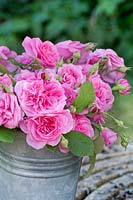 Rosa Gertrude Jekyll in zinc pail