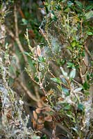 Box tree edging devastated by Box Tree Moth caterpillar, Cydalima perspecalis