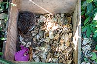 Young Hedgehog in a shelter