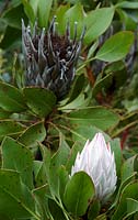 Protea cynaroides - King Protea, South Africa