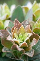 Succulent with dew drops, Cape Town, South Africa
