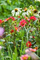 Dahlia 'Topmix Red'